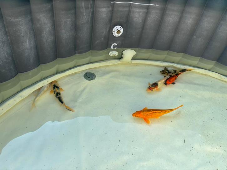 6 mooie Israëlische koi 20 cm – gezonde vijvervissen, Dieren en Toebehoren, Vissen | Vijvervissen, Karper of Koi