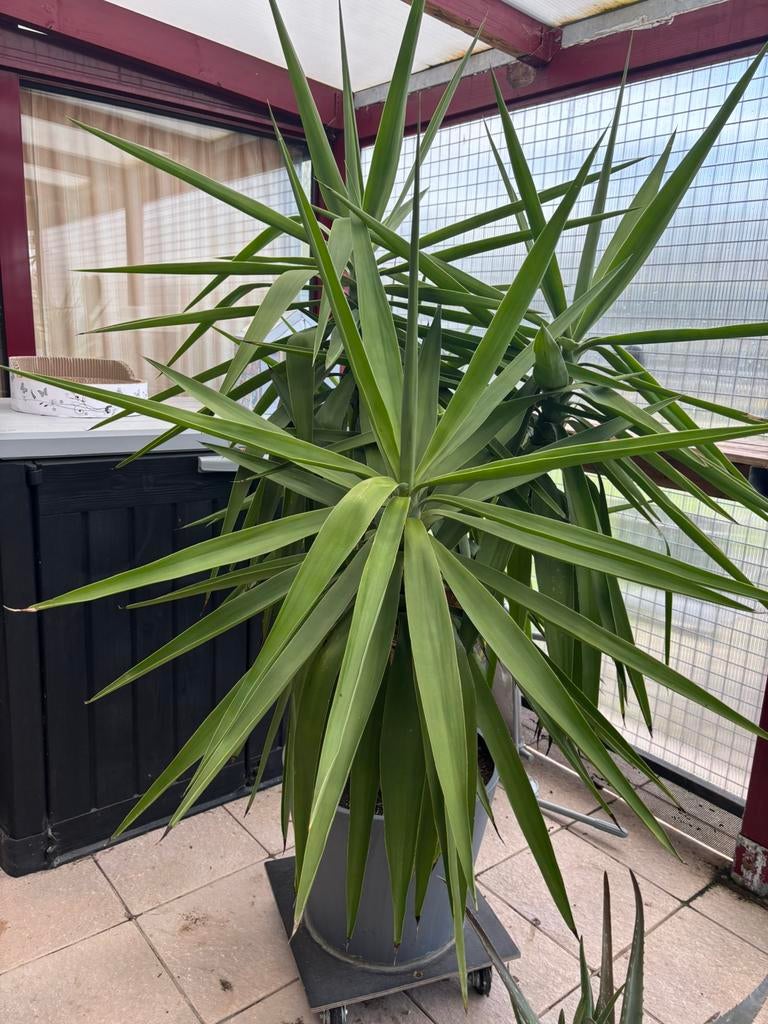 Yucca, Jardin & Terrasse, Plantes | Jardin, Enlèvement, Ne fleurit pas, Plante fixe, Autres espèces