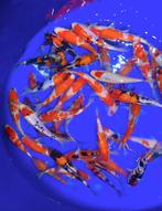 HQ Tosai de 18 à 22 cm. Kohaku, Showa, Sanke, Goshiki, Carpe ou Koï
