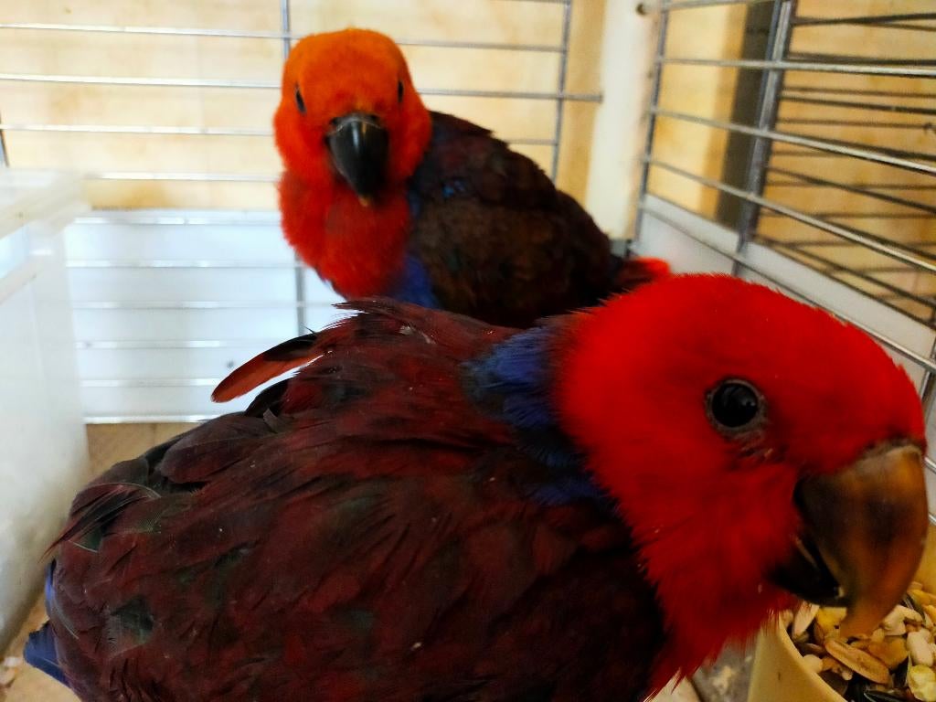 NG Edelpapegaai pop 2026, Dieren en Toebehoren, Vogels | Parkieten en Papegaaien, Vrouwelijk, Papegaai, Geringd