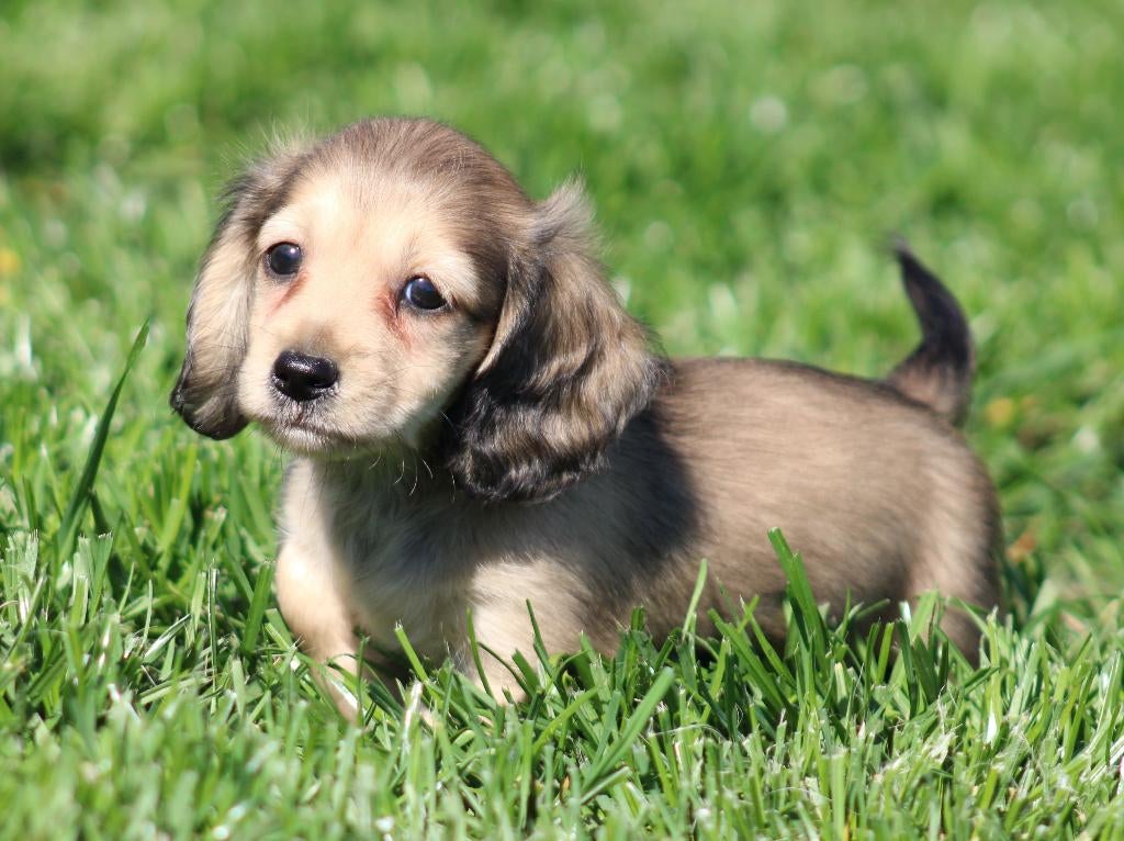 Crème ombrée pour chiot Teckel, Animaux & Accessoires, Chien (mâle), Belgique, Poils longs, Hépatite contagieuse (maladie de Rubarth)