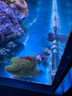 Rhodactis indonensis, Dieren en Toebehoren, Ophalen, Zo goed als nieuw