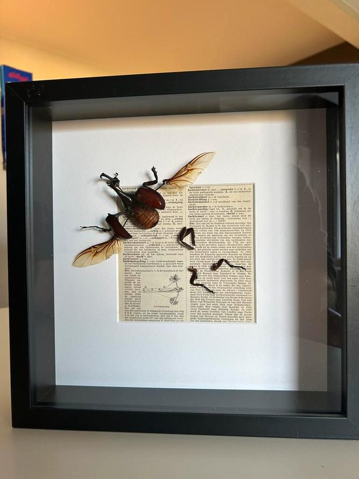 Taxidermie, Verzamelen, Dierenverzamelingen, Zo goed als nieuw, Ophalen