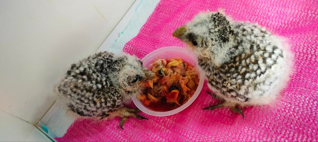 Roodpootbosuilen, Animaux & Accessoires, Oiseaux | Oiseaux Autre, Bagué