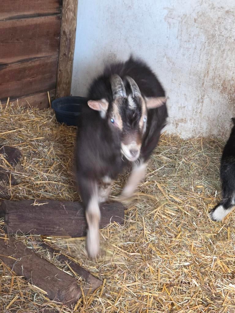 2 bokjes, Dieren en Toebehoren, Schapen, Geiten en Varkens