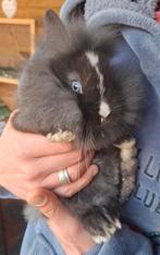 Prachtig rammetje kruising minilop/leeuwenkop, bijna 8 weken, Dieren en Toebehoren, Dwerg