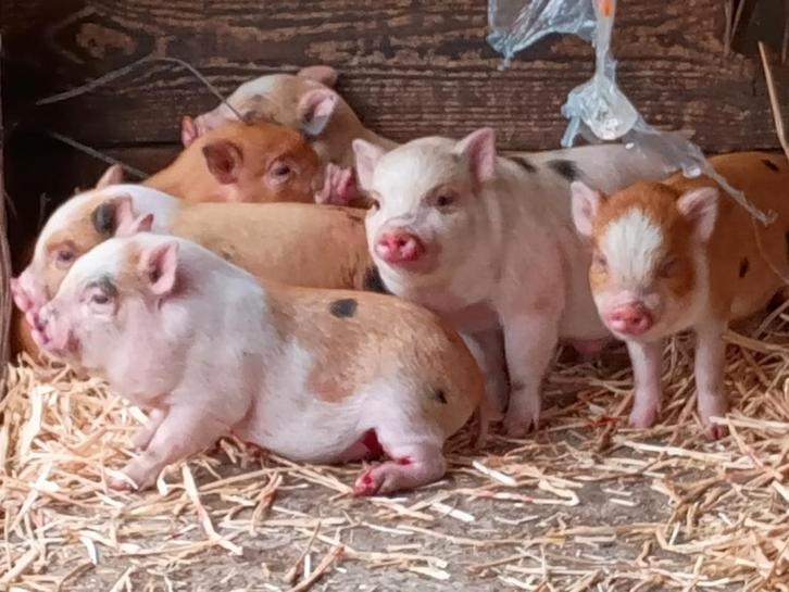 Mini-cochons, Animaux & Accessoires, Moutons, Chèvres & Cochons, Porcs, Plusieurs animaux, 0 à 2 ans