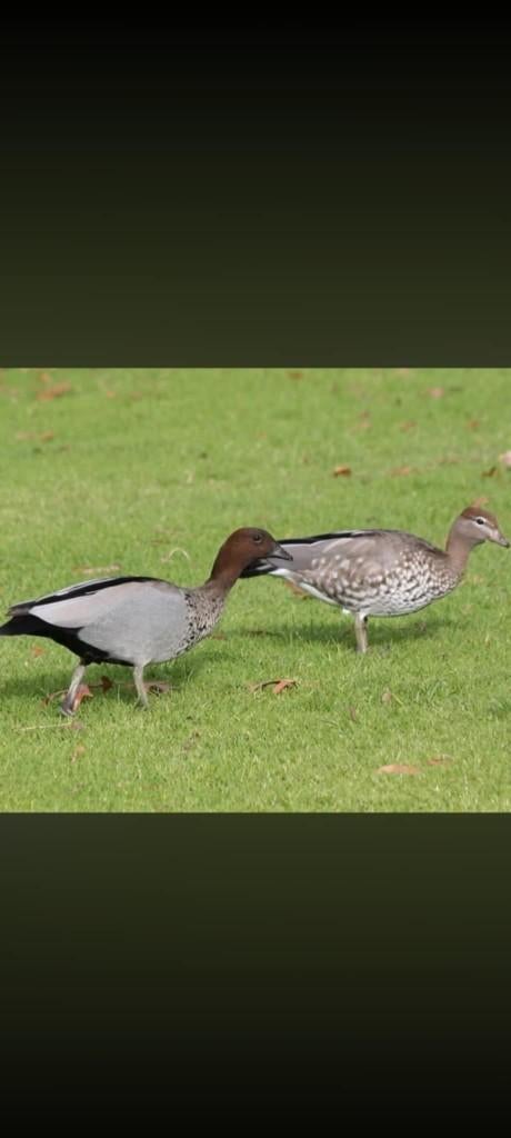 Koppel siereenden Manengansjes, Dieren en Toebehoren, Pluimvee, Meerdere dieren, Eend