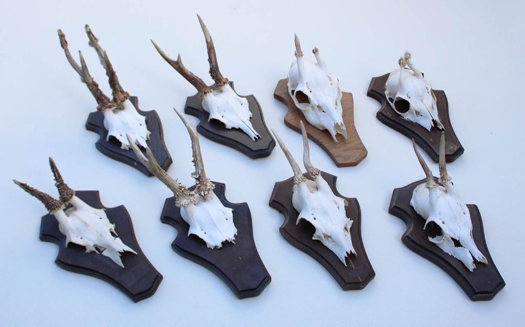 OPRUIMING : 8 x REE GEWEI op houten schild met kaakdeeltjes, Ophalen of Verzenden, Gebruikt, Hert, Gewei of Kop