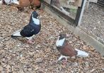 Belgische ringslager, Dieren en Toebehoren, Vogels | Duiven