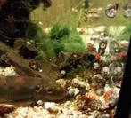 50 planorb-slakken voor 3 euro
Schelpen beschadigd door, Dieren en Toebehoren