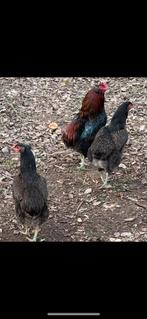 Te koop Araucana kippen 1, haan en 2, kippen