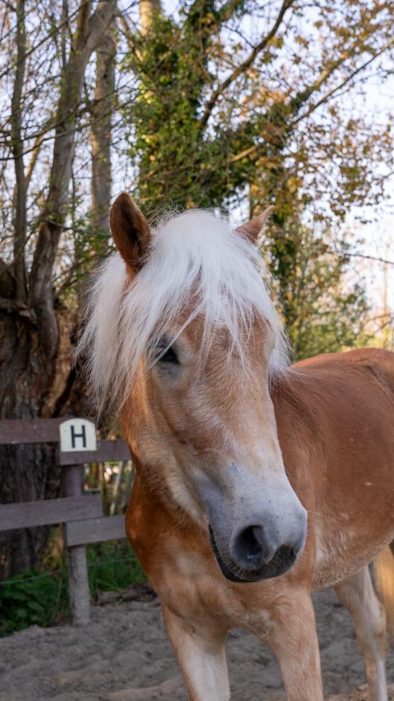 Haflinger merrie, Merrie, Minder dan 160 cm, Met stamboom, Niet van toepassing