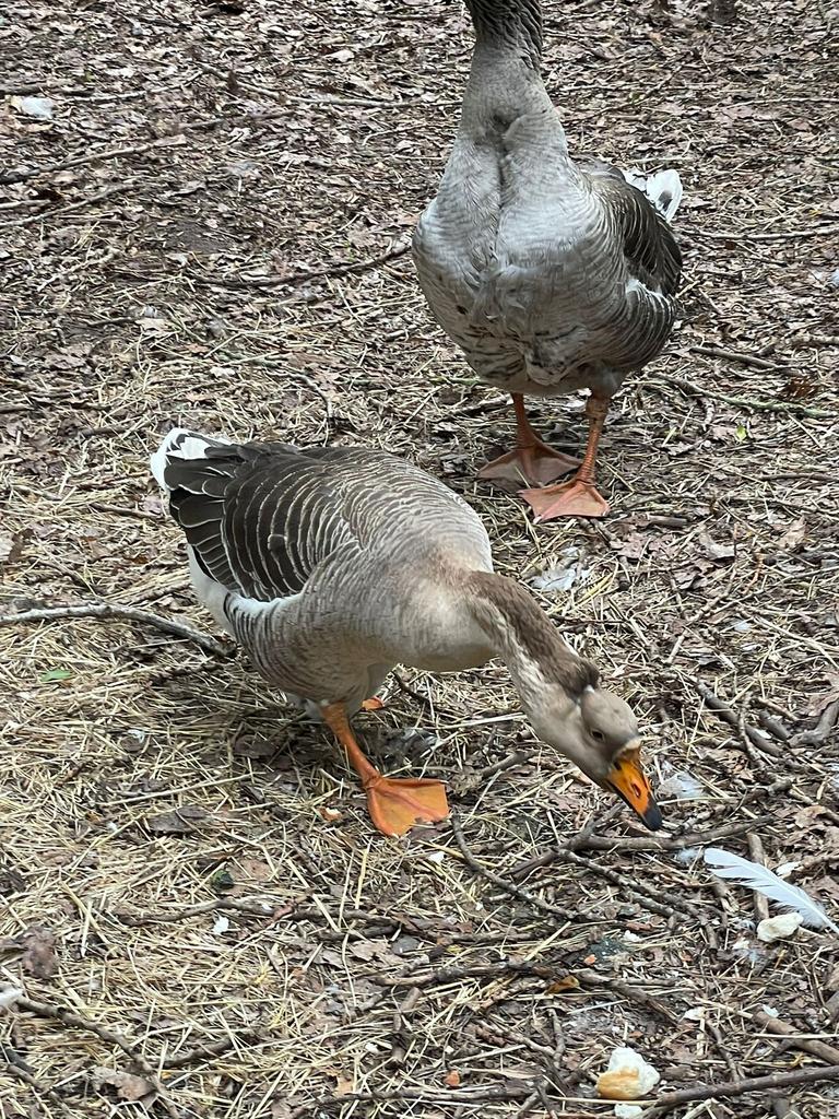 Koppel ganzen, Gans of Zwaan