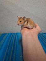 Jonge goudhamsters, handtam, Januari, Hamster, Tam
