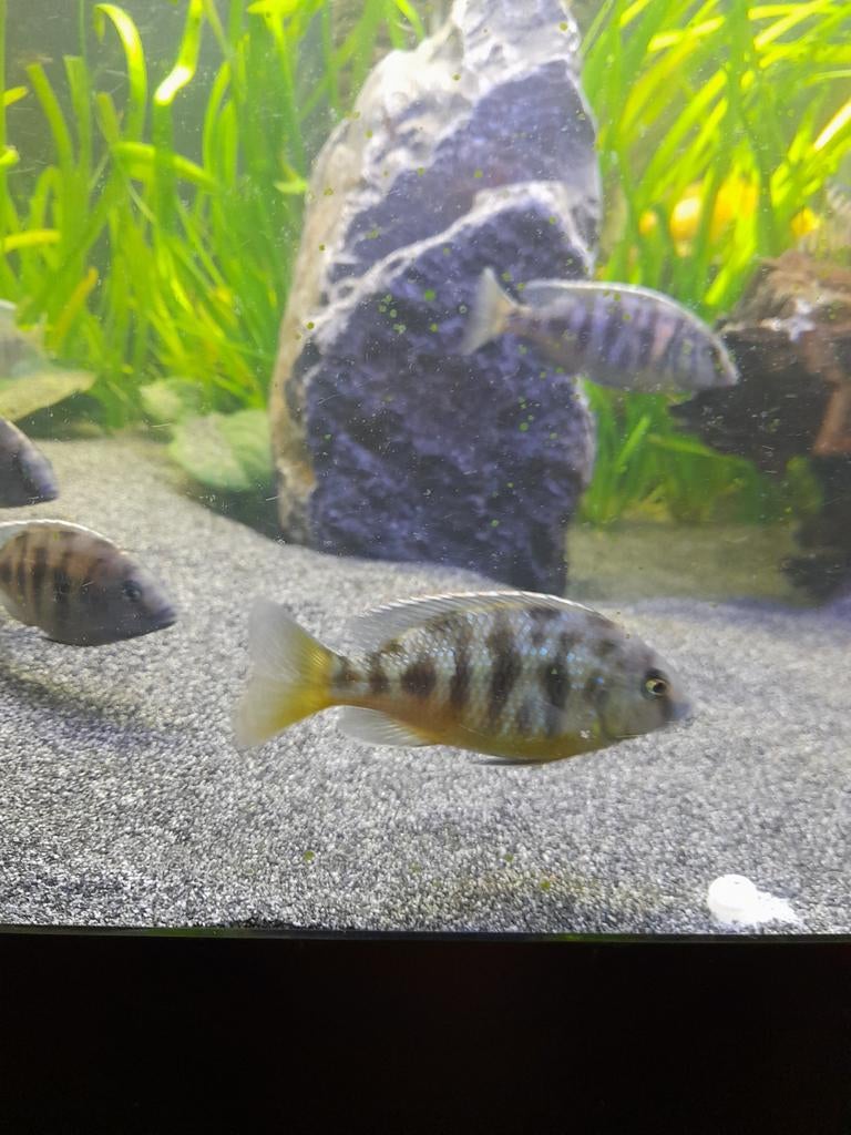 Nimbochromis venustus 5-8cm