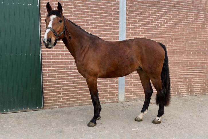 5 jarige merrie, Animaux & Accessoires, Chevaux, Jument, B, 165 à 170 cm, 3 à 6 ans, Cheval de saut, Avec pedigree, Avec puce électronique