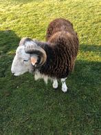 Gramme Herdwick 2025, Animaux & Accessoires, Mâle, Mouton, 0 à 2 ans