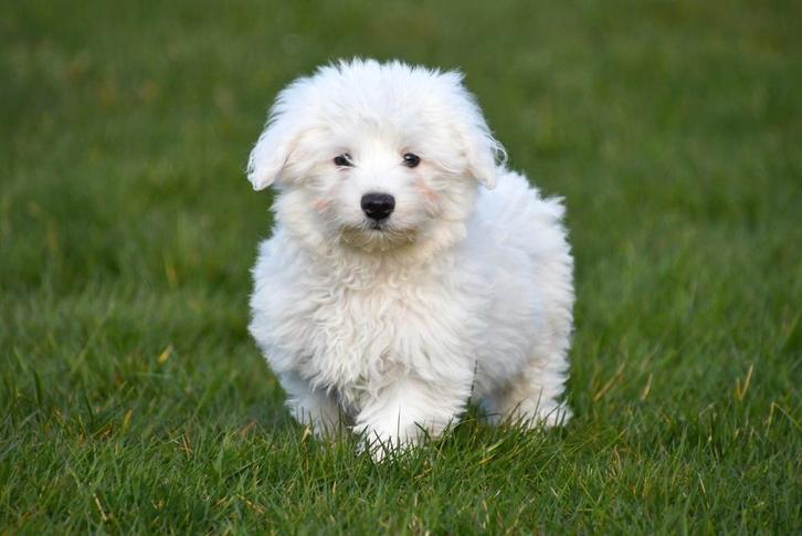 Chiots Bichon Maltais à vendre, Animaux & Accessoires, Chiens | Chihuahuas & Chiens de compagnie, Plusieurs animaux, Bichon maltais
