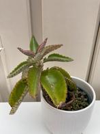 Mooie stekjes van Kalanchoe, mother of thousands, 2 euro, Ophalen, Vetplant, In pot, Minder dan 100 cm