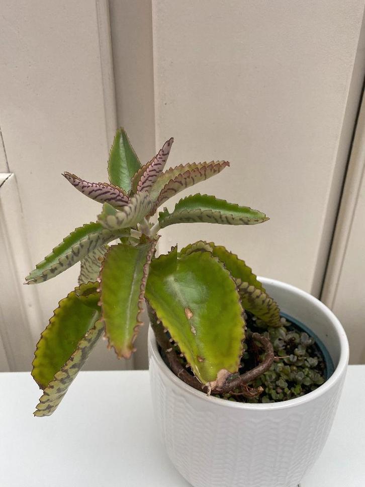 Mooie stekjes van Kalanchoe, mother of thousands, 2 euro, Huis en Inrichting, Kamerplanten, Vetplant, Minder dan 100 cm, Groene kamerplant