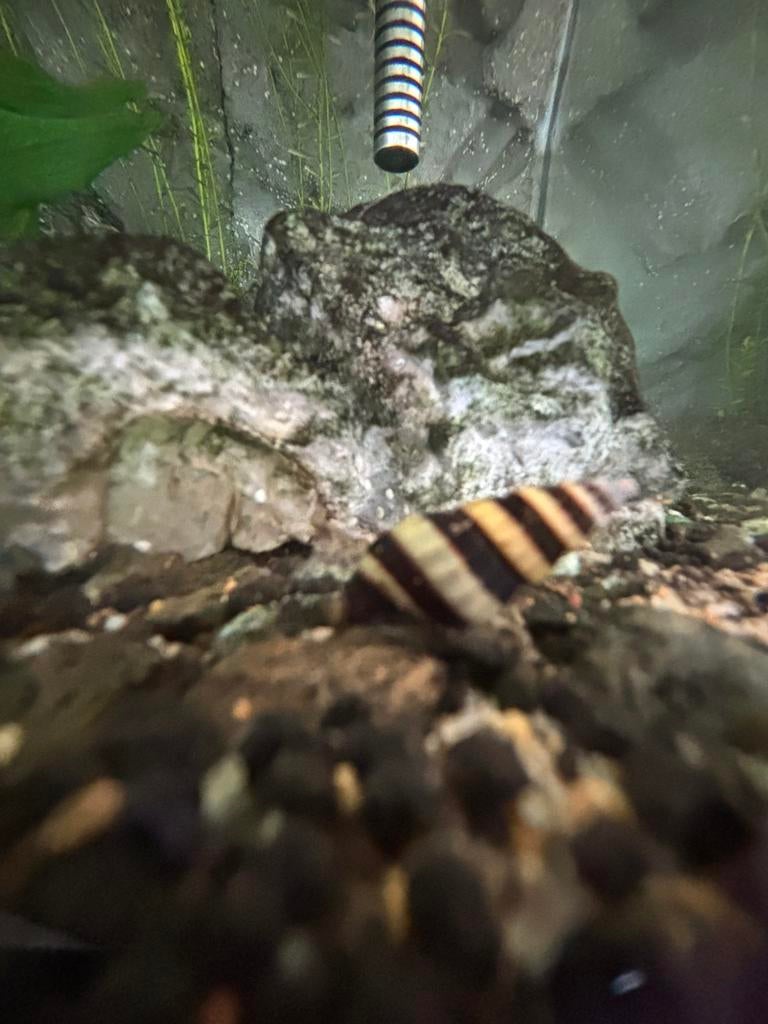 1x Assassin Snails (Anentome Helena), Slak of Weekdier, Zoetwatervis