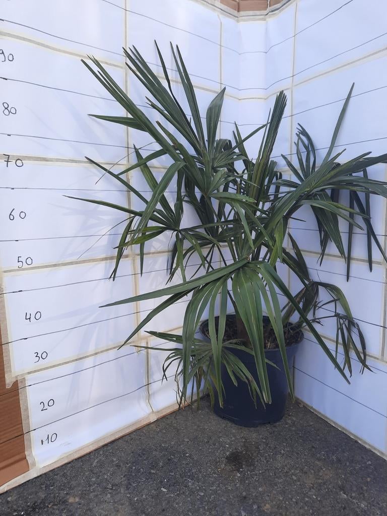 Palmboom winterhard, Ophalen