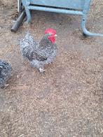 Mechelse Koekoek Haan, Dieren en Toebehoren, Pluimvee, Mannelijk, Kip