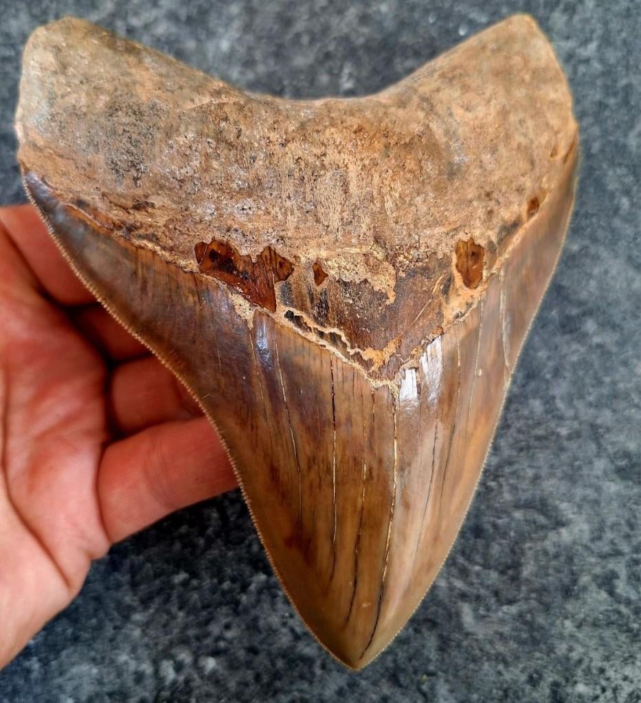 zeer grote Megalodon tand indonesia 14.3x11.5x2.2, Ophalen of Verzenden, Fossiel
