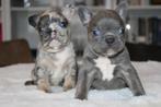 Chiots bouledogue français au nez ouvert plus long, Animaux & Accessoires, Bouledogue, Plusieurs, Hépatite contagieuse (maladie de Rubarth)