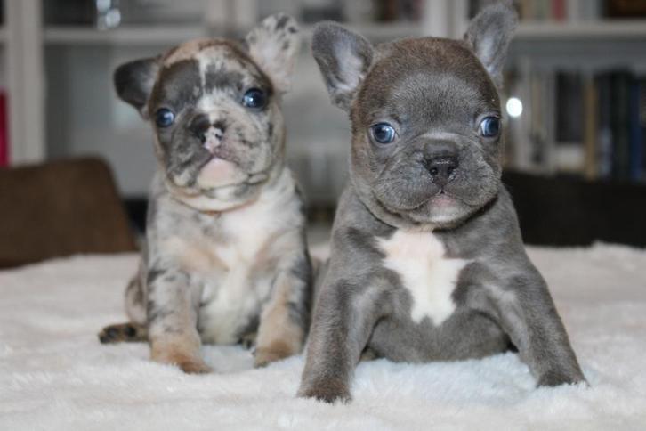 Franse Bulldog pups, met liefde opgevoed, Dieren en Toebehoren, Honden | Bulldogs, Pinschers en Molossers, Meerdere dieren, Bulldog