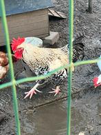 Mooie cream legbar haan te koop, Dieren en Toebehoren, Pluimvee