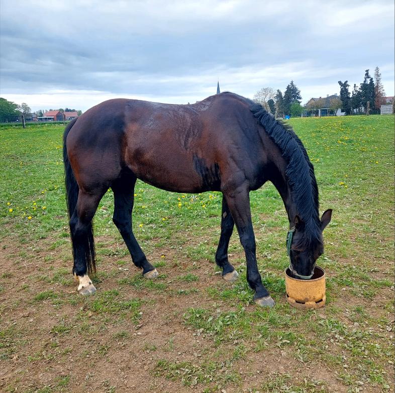 Prachtige brave recreatiemerrie van zeer goede afstamming, Dieren en Toebehoren, Merrie, 7 tot 10 jaar, 160 tot 165 cm, Recreatiepaard
