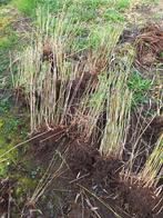 Bamboe planten, Ophalen