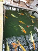 Koi te koop Israëlische koi en Japanse koi