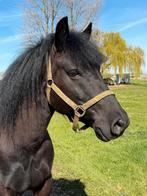 Prachtige zwarte parel,zoekt liefde en eerlijke kans !, Dieren en Toebehoren, Ruin, B, Ontwormd