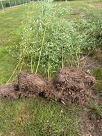 Bamboes, Tuin en Terras, Planten | Tuinplanten, Ophalen