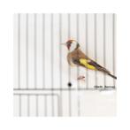 Couple chardonnerets  femelle brune, et porteur 2025, Meerdere dieren, Wildzangvogel, Geringd