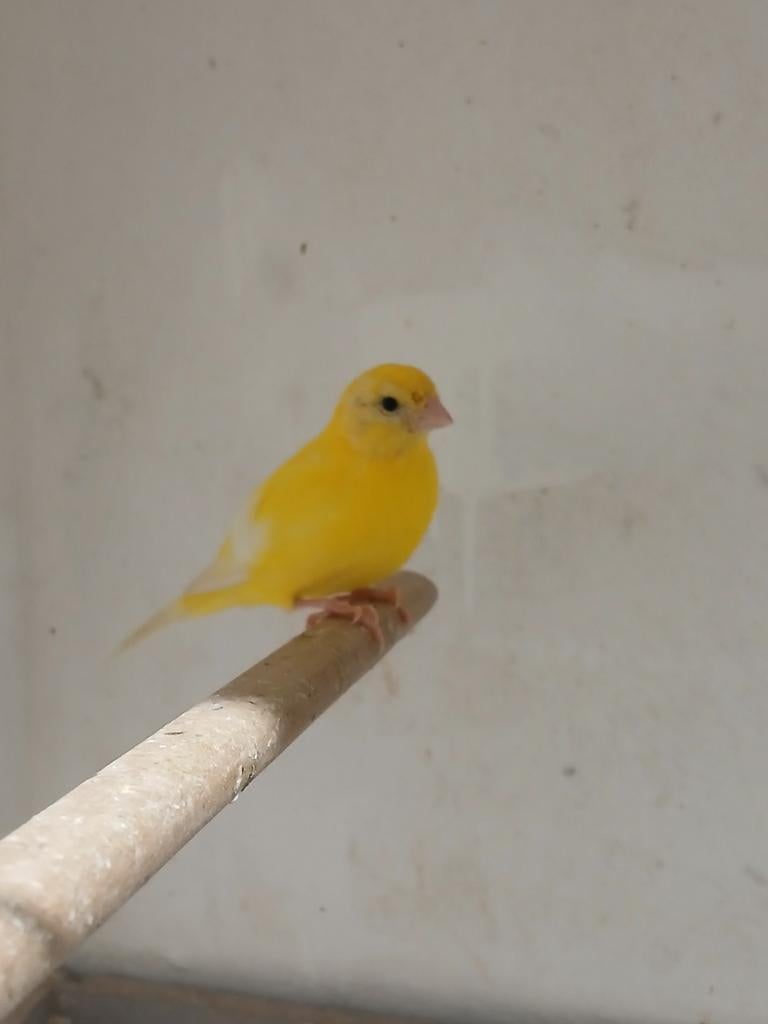 Koppel kanaries, Dieren en Toebehoren