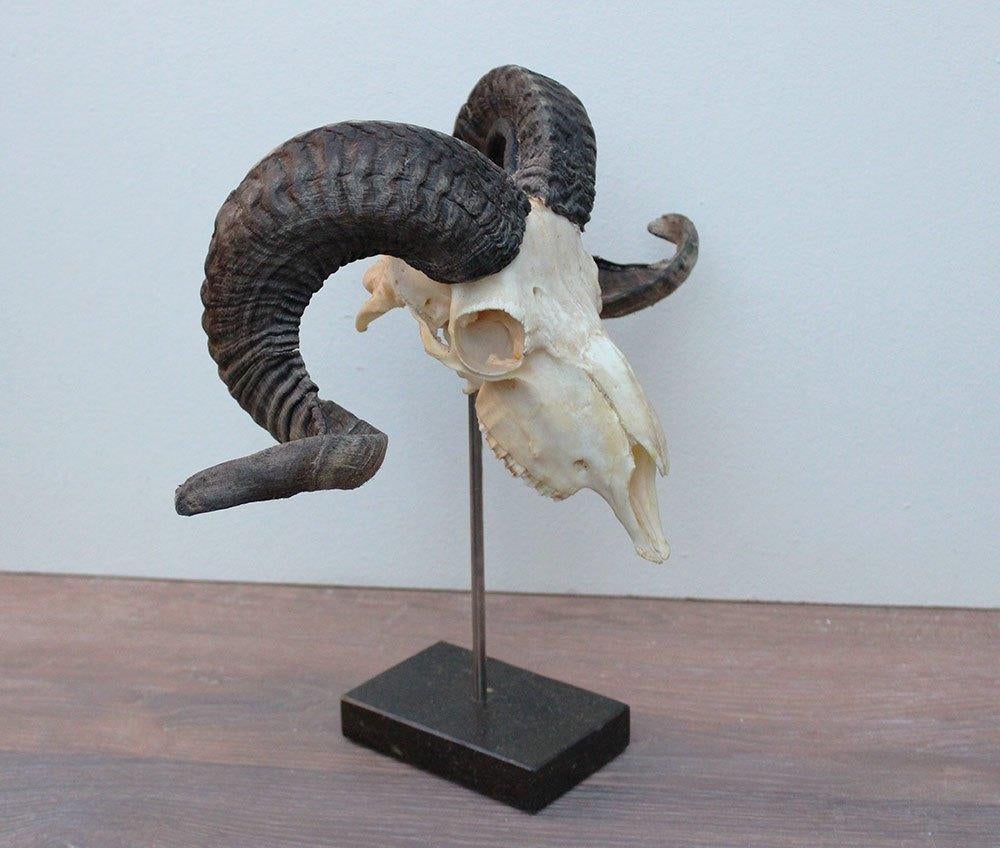 RAM SCHEDEL op hardstenen sokkel - ref. K (gewei), Collections, Collections Animaux, Neuf, Crâne, Animal de ferme, Enlèvement ou Envoi