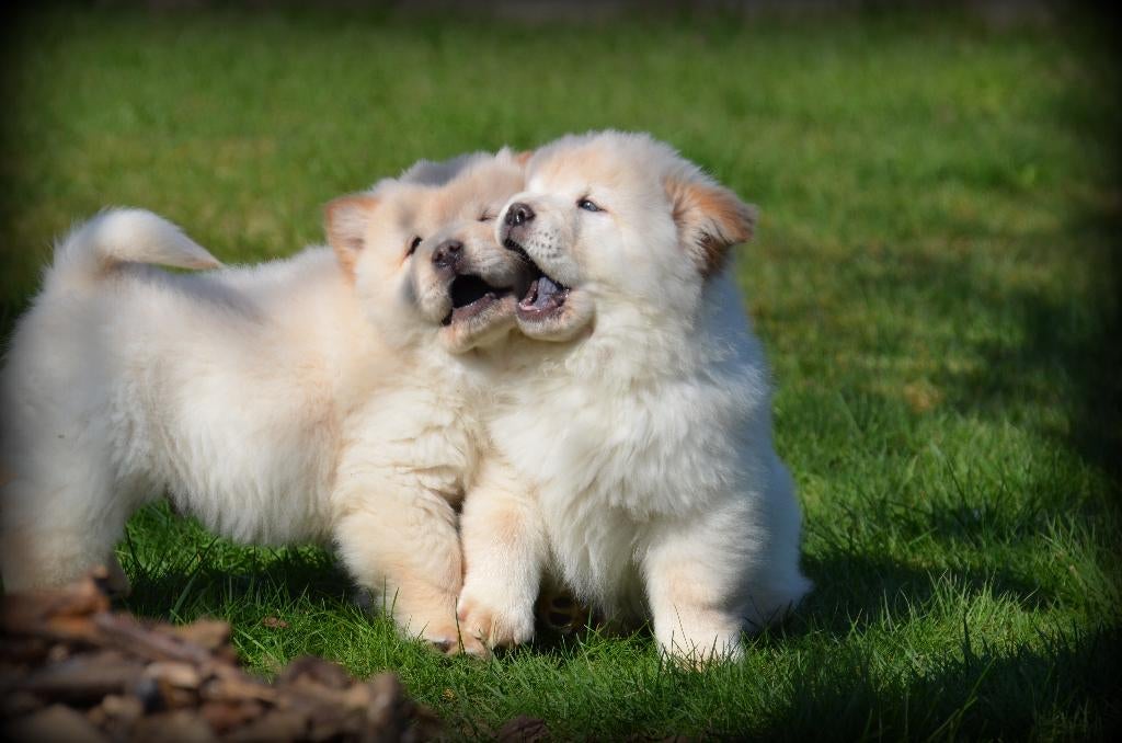 Chiots Chow Chow, Animaux & Accessoires, Chiens | Huskys, Loulous & Types primitifs, Chien (mâle), Autres races, Belgique, Plusieurs