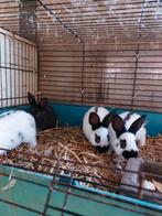 Nest van 8 mooie vlinderkonijnen, Meerdere dieren, Middelgroot, 0 tot 2 jaar