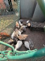 Kleurleggers Jongkippen 3 maanden