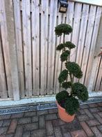 Japanse bonsai Ilex crenata – 1,30 / 1,40 m, Ophalen, In pot