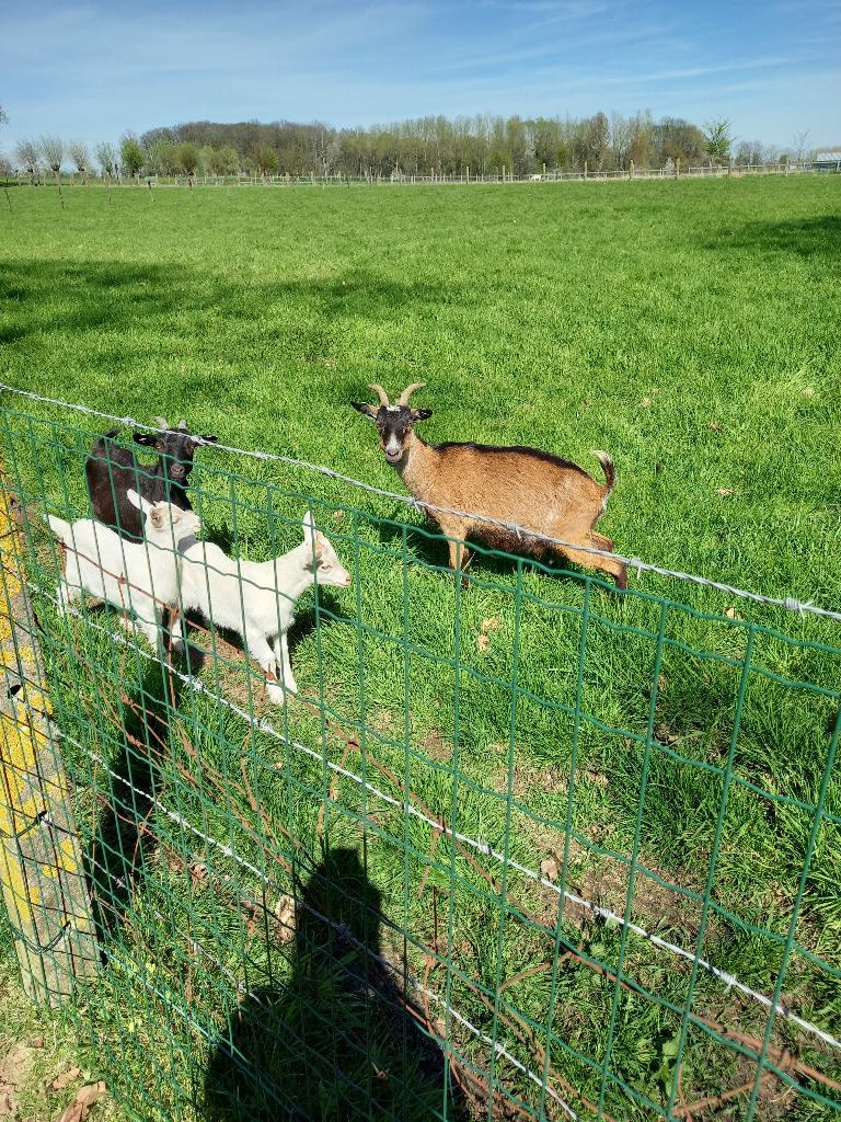 Melkgeiten, Dieren en Toebehoren, Vrouwelijk, Geit, 0 tot 2 jaar