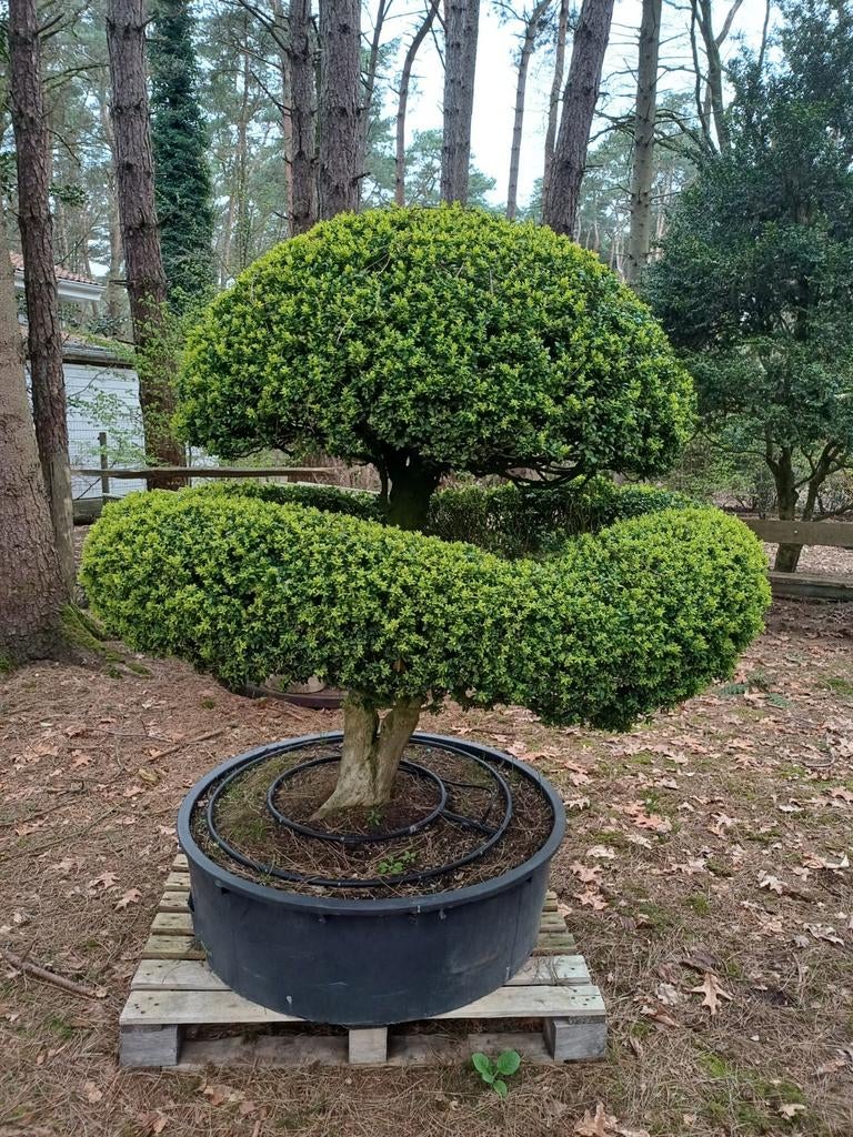buxus bonsai oud, Tuin en Terras, Ophalen