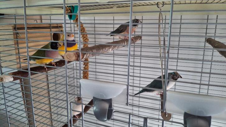 5 JONGE gouldamadines GEEL GROEN goulds amadine gouldamadine, Animaux & Accessoires, Oiseaux | Oiseaux Autre, Bagué