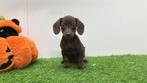 Doxipoo pups, Dieren en Toebehoren, Honden | Niet-rashonden, België, 8 tot 15 weken, CDV (hondenziekte), Meerdere