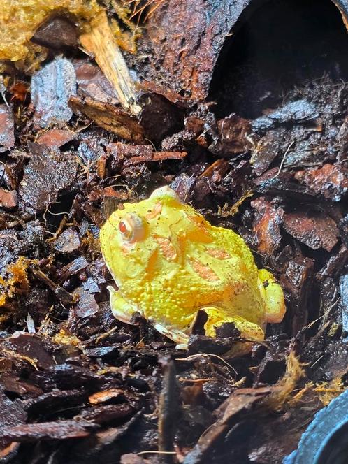Hoornkikkers/pacman kikker nakweek geel, rood en groen, Dieren en Toebehoren, Reptielen en Amfibieën