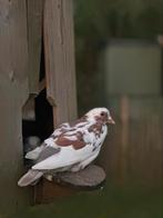 Franse vleesduiven, Dieren en Toebehoren